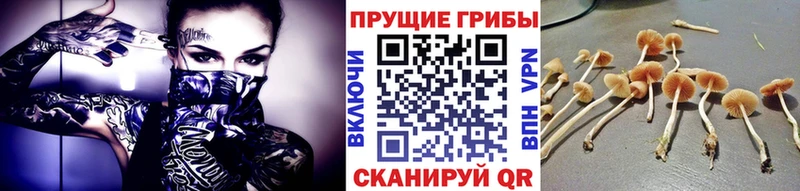 Купить  Новоуральск  Псилоцибиновые грибы Psilocybine cubensis 